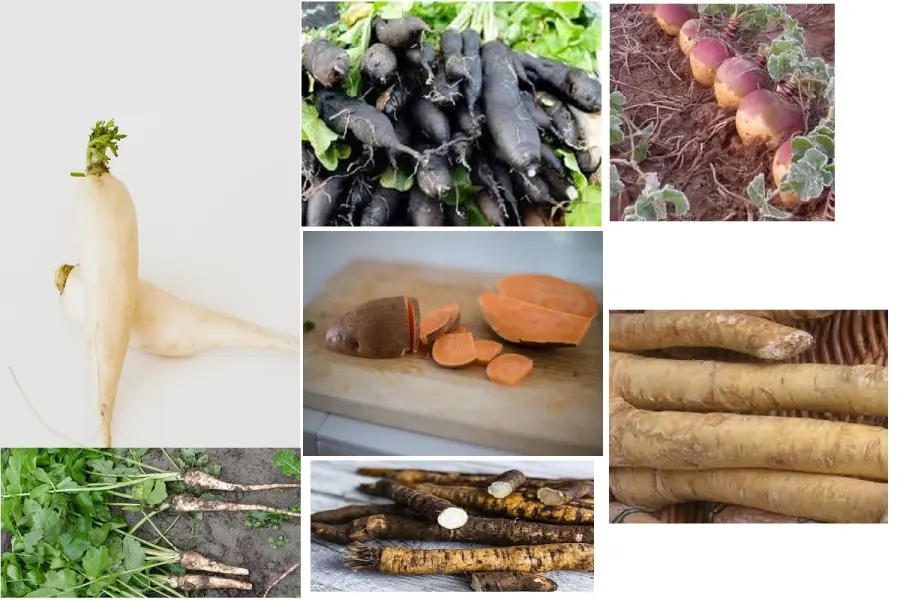 7 Radici nutrienti da consumare per la nostra salute