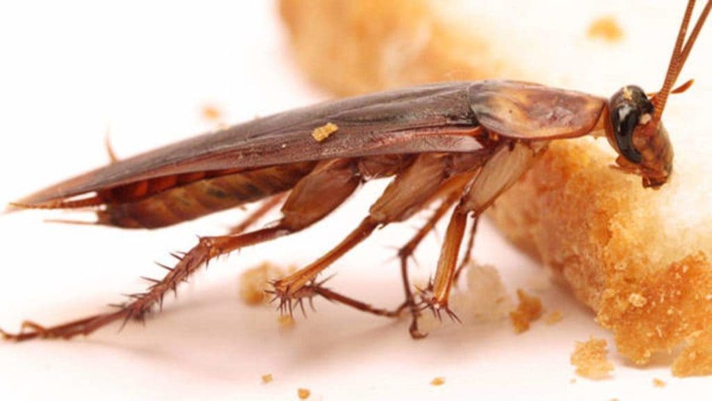 Scarafaggi un male per la salute dei bambini, come disinfettare la casa