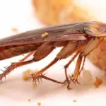 Scarafaggi un male per la salute dei bambini, come disinfettare la casa