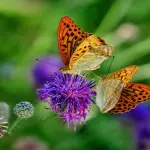 Case delle Farfalle in Italia