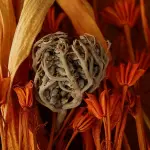 Rosa di Jerico la pianta che rinasce