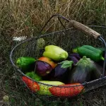 Come seminare l'orto: guida alla semina