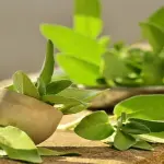 Come si coltiva la salvia