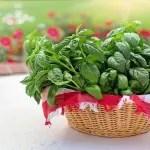 Come seminare il basilico e coltivarlo