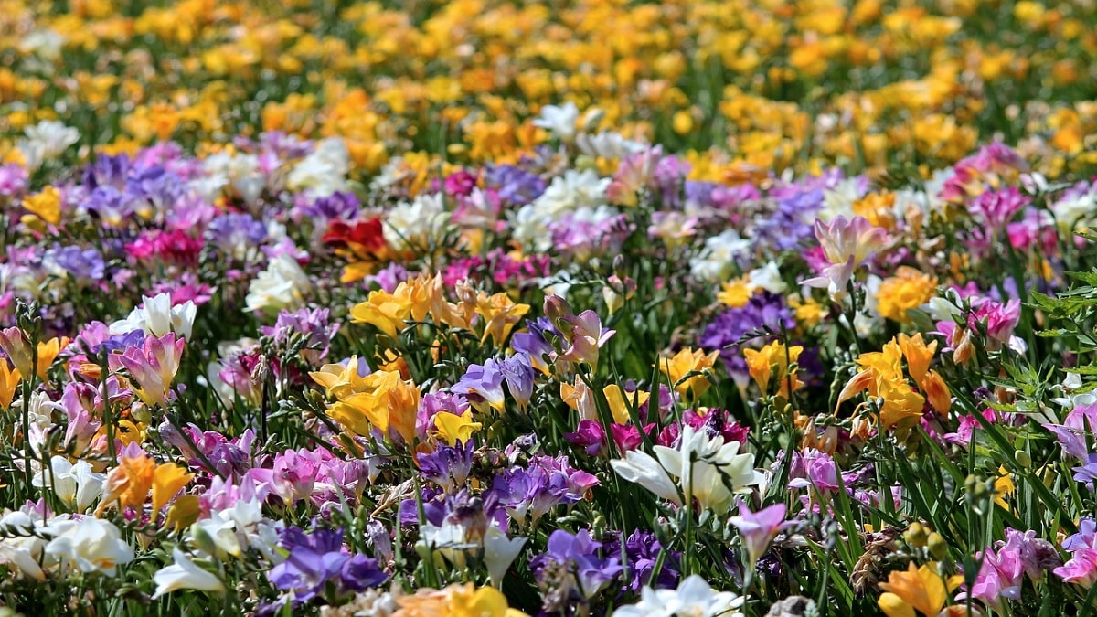 Fiori primaverili e profumati: la rinascita dopo il freddo invernale.