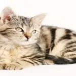 Come prendersi cura di un gatto coi bambini