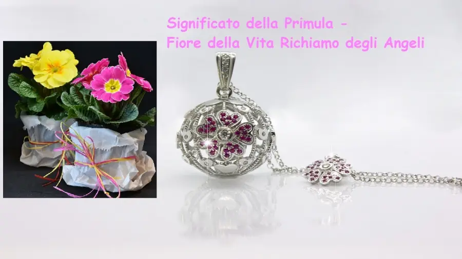 Significato della Primula: simbolo del Fiore della Vita Richiamo degli Angeli