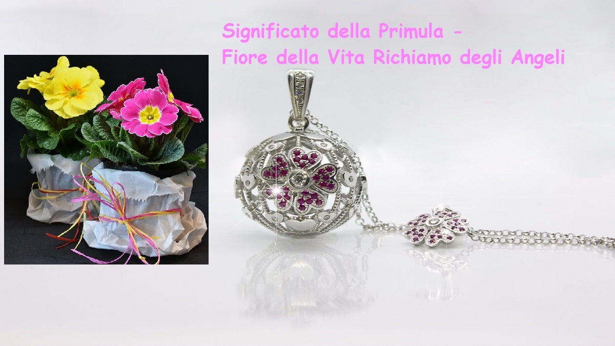 Significato della Primula: simbolo del Fiore della Vita Richiamo degli Angeli