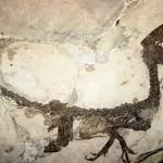 Ciro, il dinosauro più famoso d’Italia