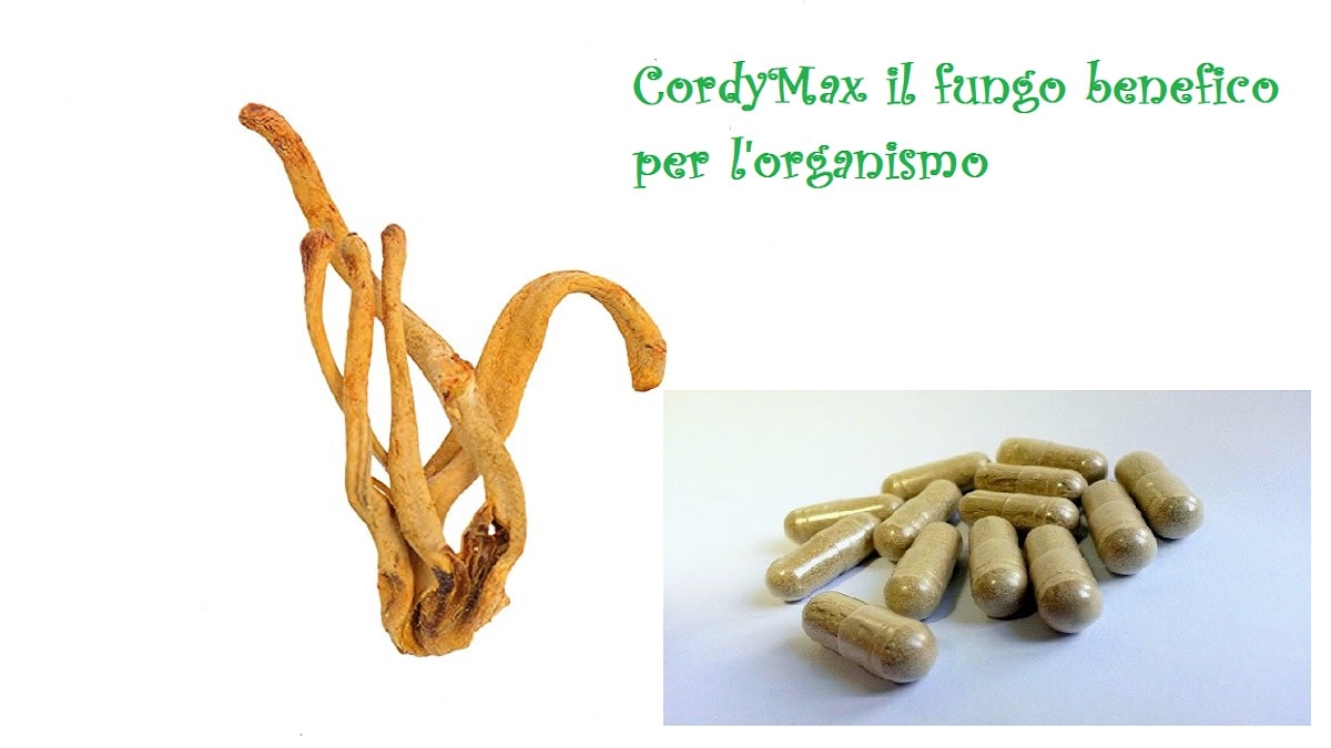 CordyCeps il fungo benefico per l'organismo﻿