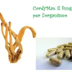 CordyCeps il fungo benefico per l'organismo﻿