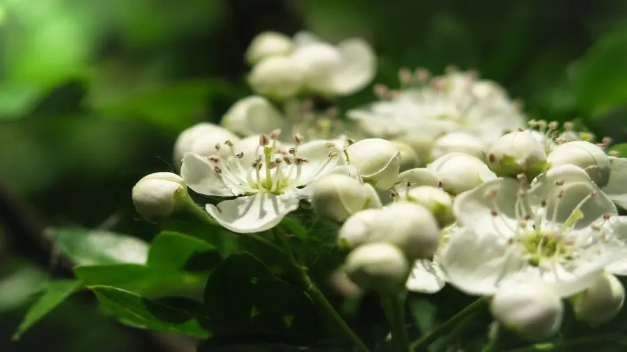 Calmanti naturali e tranquillanti contro l'ansia