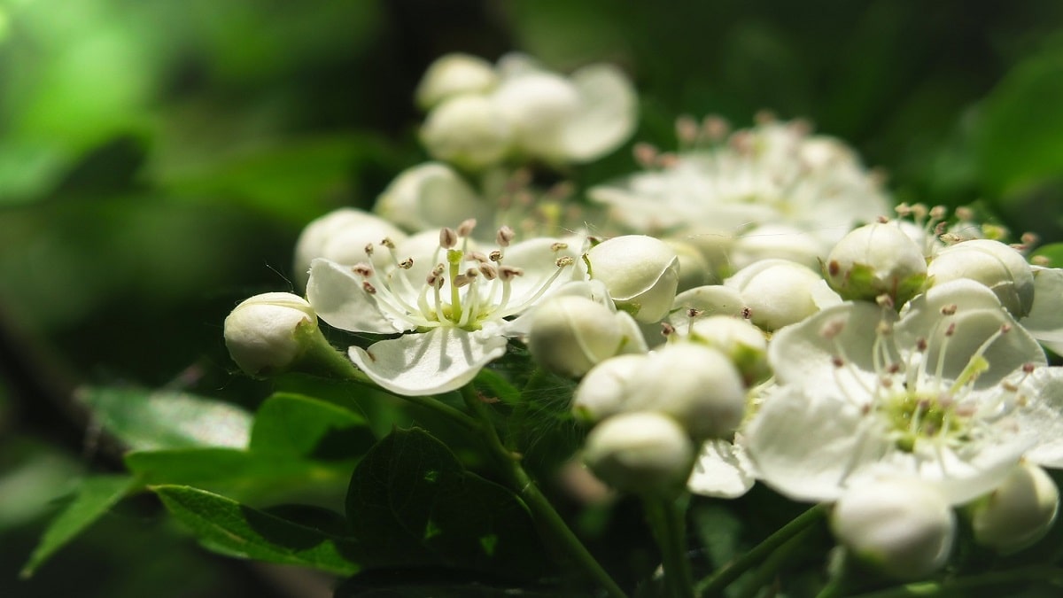 Calmanti naturali e tranquillanti contro l'ansia