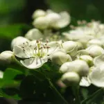 Calmanti naturali e tranquillanti contro l'ansia