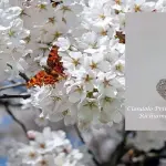 Ciondolo Prime Coccole Farfalla: significato della farfalla