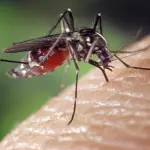 Come proteggere i bambini dalle punture di zanzare con rimedi naturali