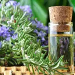 Olio essenziale di rosmarino per aiutare la memoria dei bambini