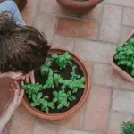 Coltivare un orto in casa: guida per principianti