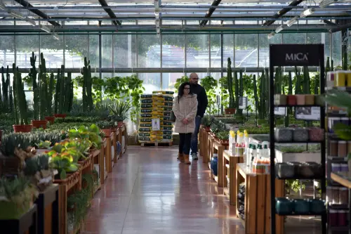 Piante che purificano l'aria: guida per famiglie