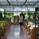 Piante che purificano l'aria: guida per famiglie